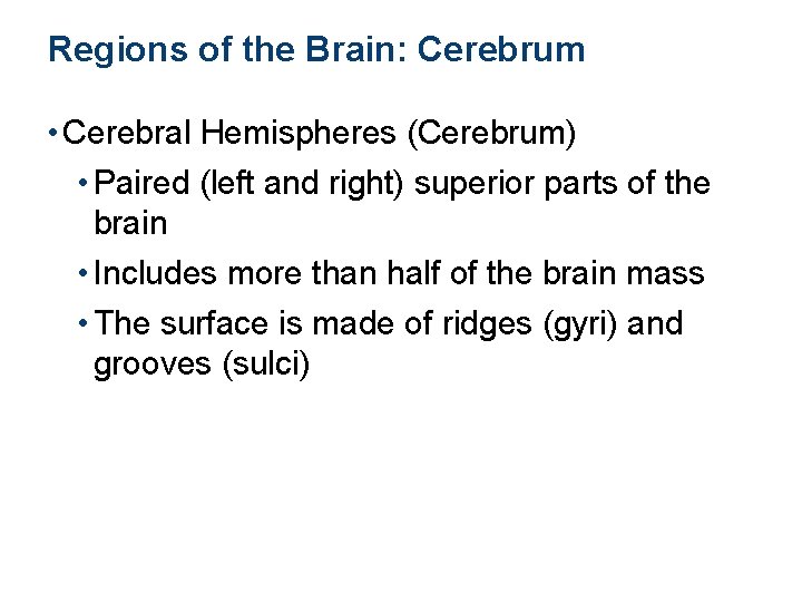 Regions of the Brain: Cerebrum • Cerebral Hemispheres (Cerebrum) • Paired (left and right)
