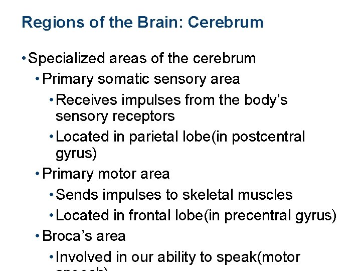 Regions of the Brain: Cerebrum • Specialized areas of the cerebrum • Primary somatic