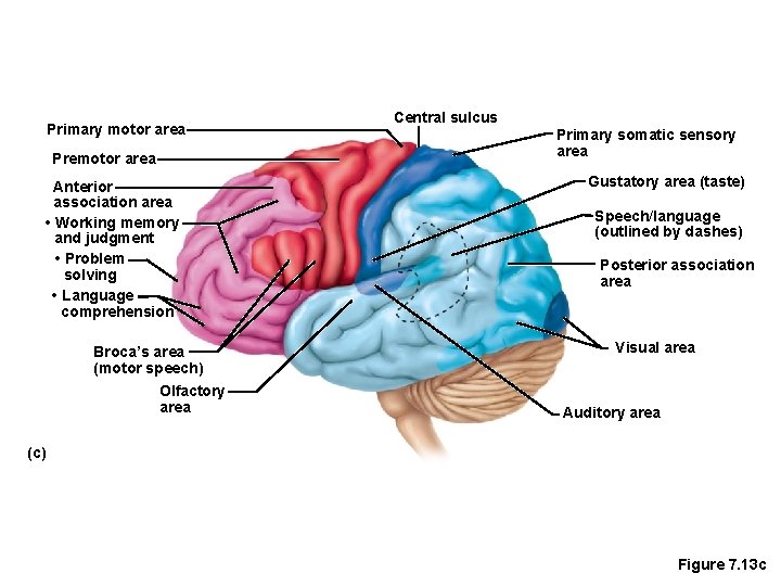 Primary motor area Premotor area Anterior association area • Working memory and judgment •