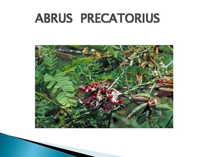 ABRUS PRECATORIUS 