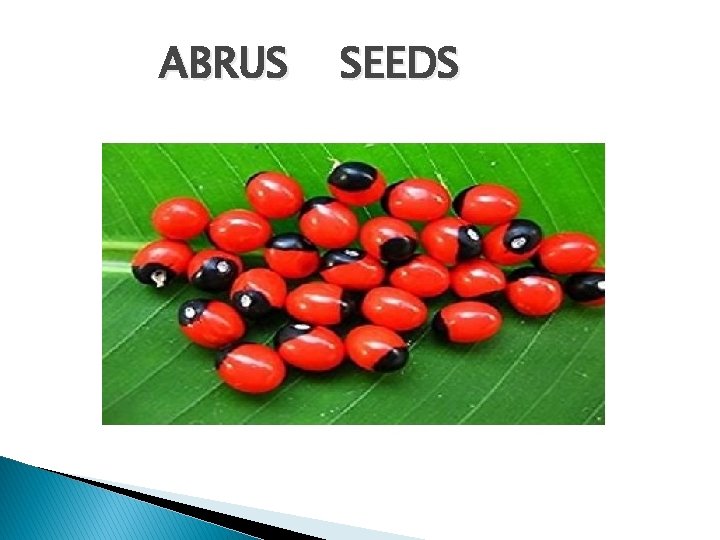 ABRUS SEEDS 