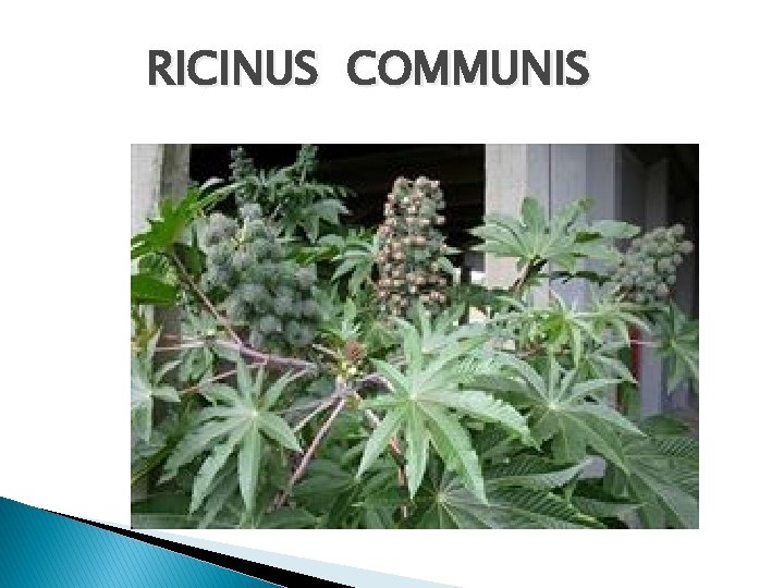 RICINUS COMMUNIS 