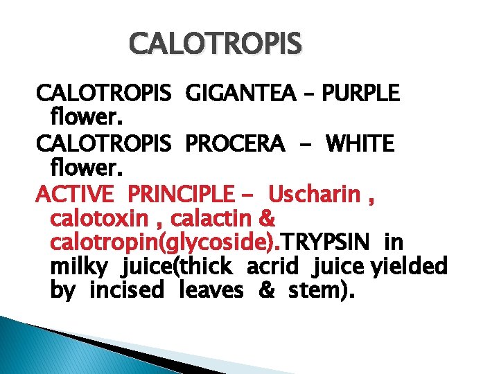 CALOTROPIS GIGANTEA – PURPLE flower. CALOTROPIS PROCERA - WHITE flower. ACTIVE PRINCIPLE - Uscharin
