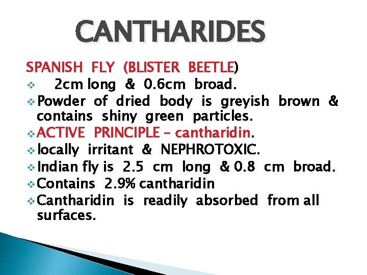 CANTHARIDES SPANISH FLY (BLISTER BEETLE) v 2 cm long & 0. 6 cm broad.