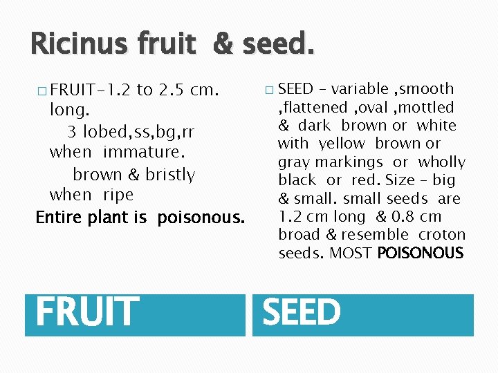 Ricinus fruit & seed. � FRUIT-1. 2 to 2. 5 cm. long. 3 lobed,