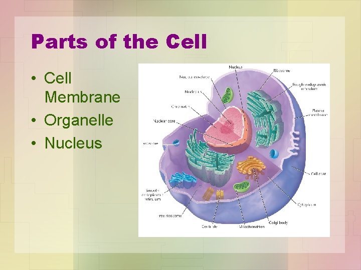 Parts of the Cell • Cell Membrane • Organelle • Nucleus 