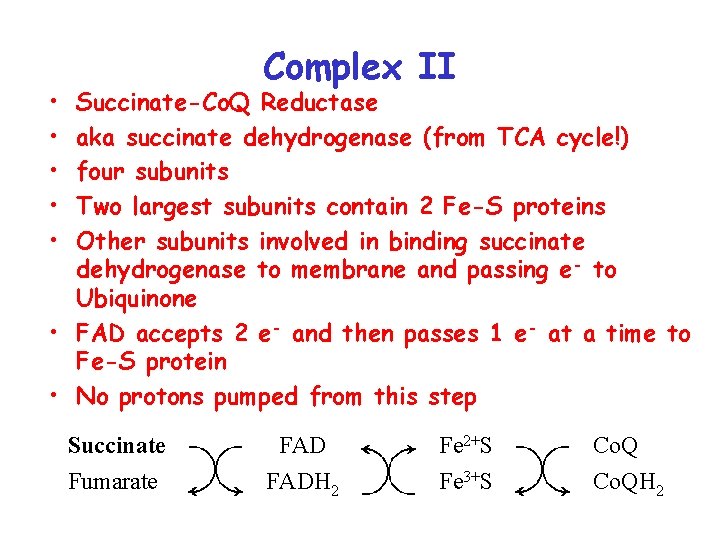 Complex II • • • Succinate-Co. Q Reductase aka succinate dehydrogenase (from TCA cycle!)