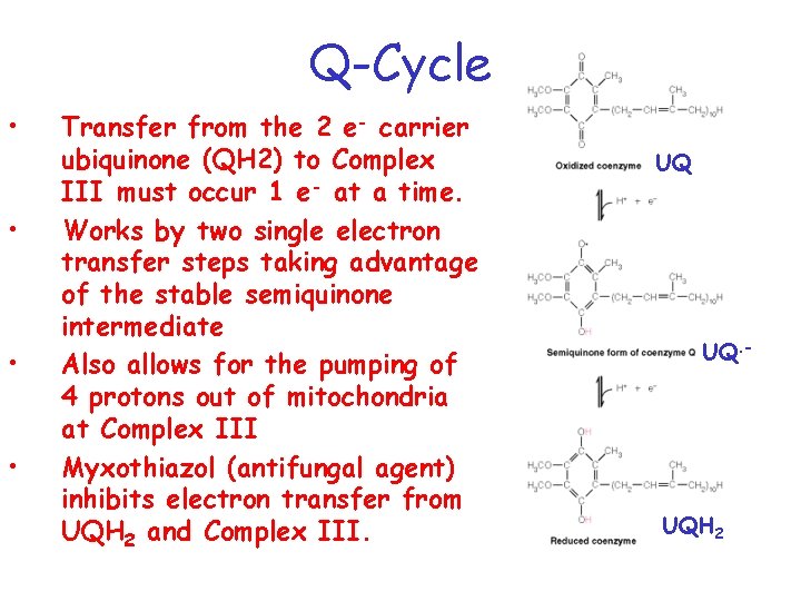 Q-Cycle • • Transfer from the 2 e- carrier ubiquinone (QH 2) to Complex