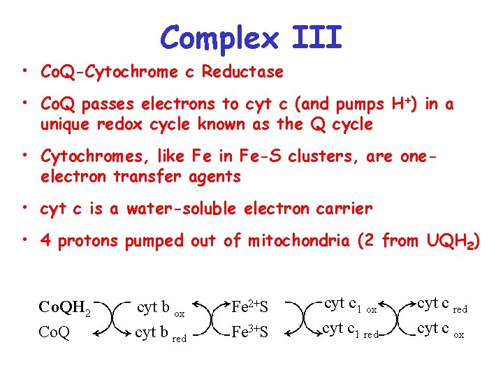 Complex III • Co. Q-Cytochrome c Reductase • Co. Q passes electrons to cyt