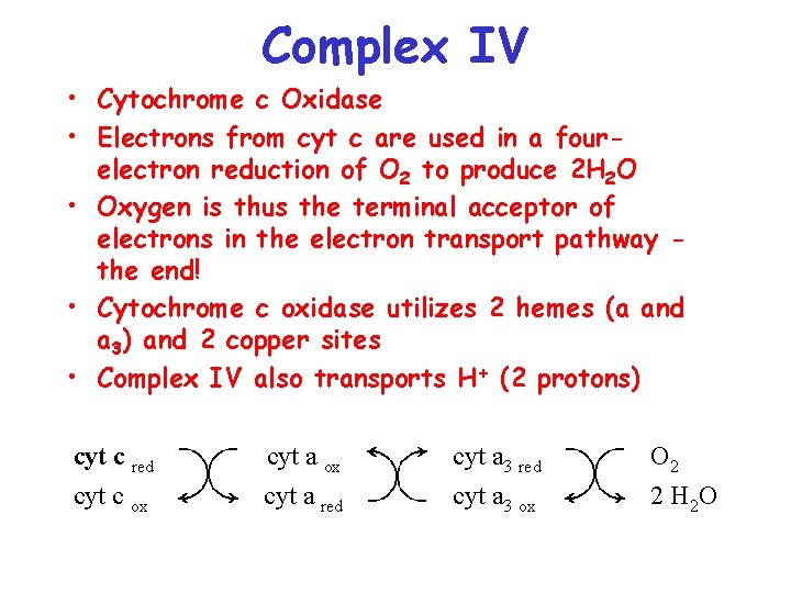 Complex IV • Cytochrome c Oxidase • Electrons from cyt c are used in
