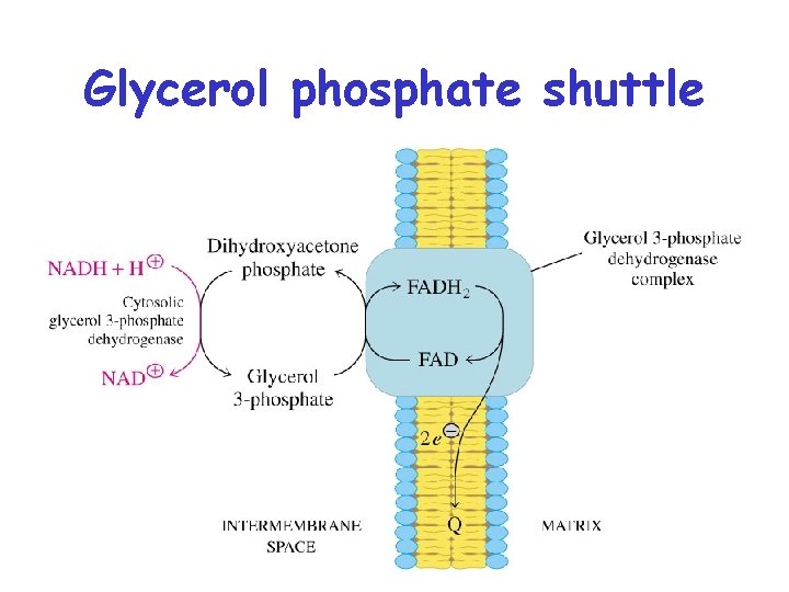 Glycerol phosphate shuttle 