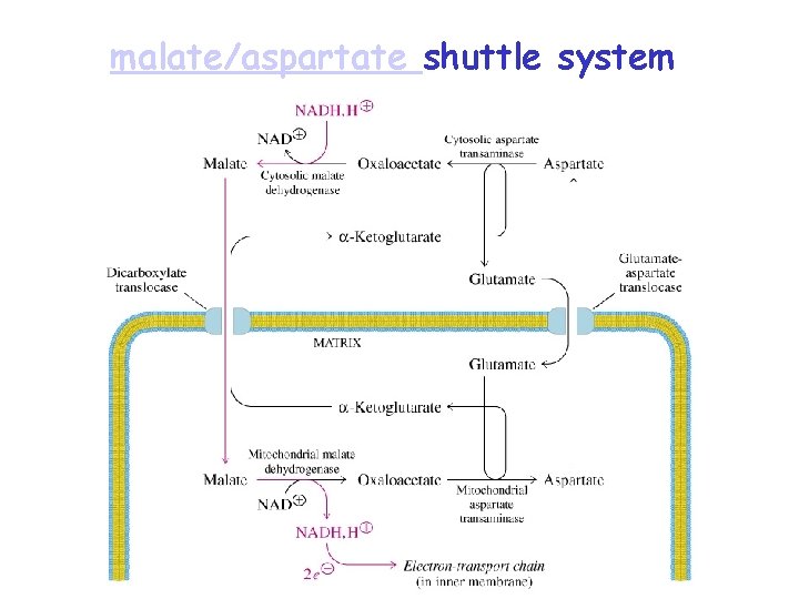 malate/aspartate shuttle system 