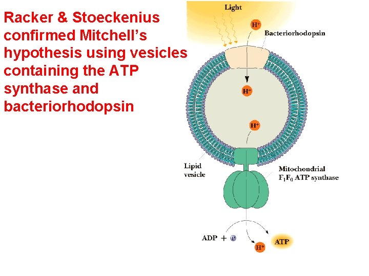 Racker & Stoeckenius confirmed Mitchell’s hypothesis using vesicles containing the ATP synthase and bacteriorhodopsin