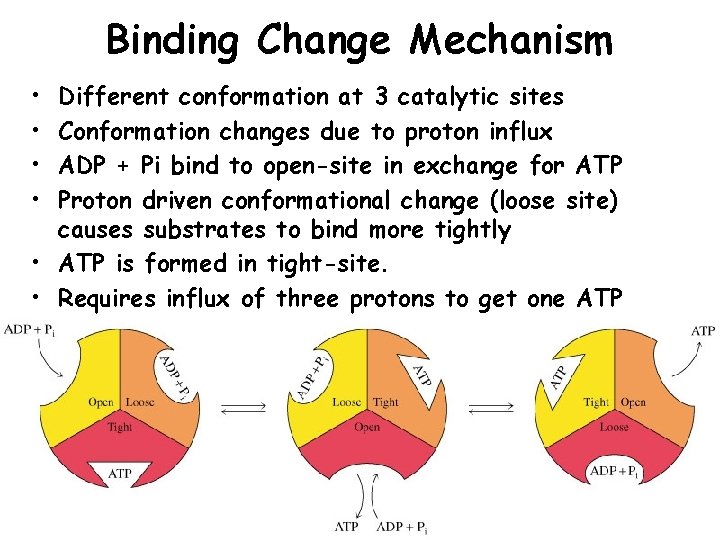 Binding Change Mechanism • • Different conformation at 3 catalytic sites Conformation changes due