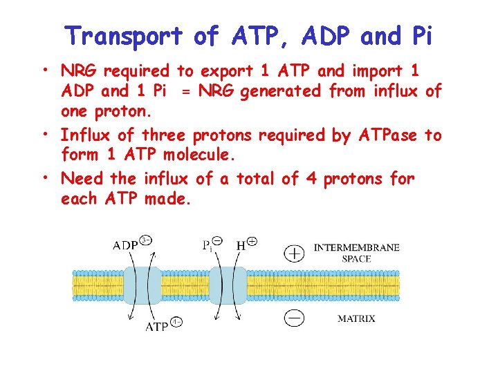 Transport of ATP, ADP and Pi • NRG required to export 1 ATP and