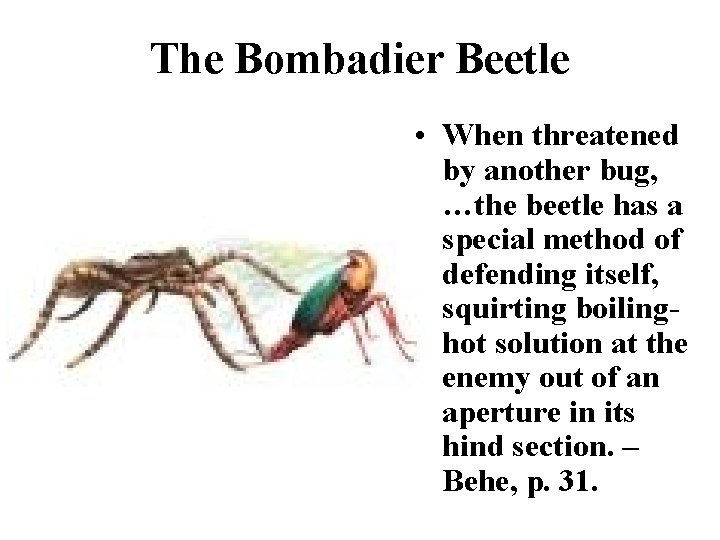 The Bombadier Beetle • When threatened by another bug, …the beetle has a special