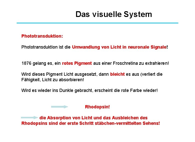 Das visuelle System Phototransduktion: Phototransduktion ist die Umwandlung von Licht in neuronale Signale! 1876