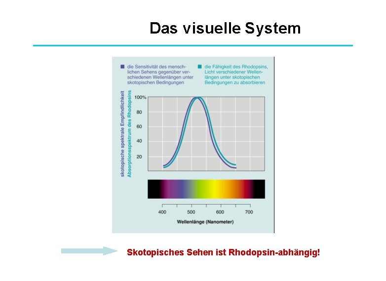 Das visuelle System Skotopisches Sehen ist Rhodopsin-abhängig! 