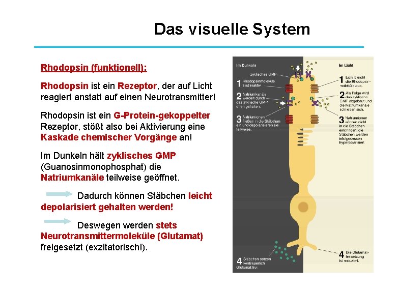 Das visuelle System Rhodopsin (funktionell): Rhodopsin ist ein Rezeptor, der auf Licht reagiert anstatt