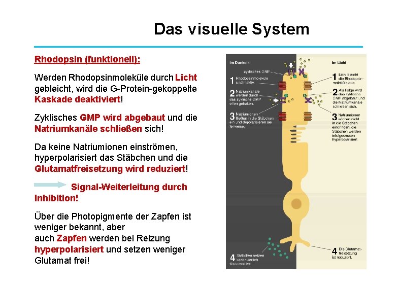 Das visuelle System Rhodopsin (funktionell): Werden Rhodopsinmoleküle durch Licht gebleicht, wird die G-Protein-gekoppelte Kaskade