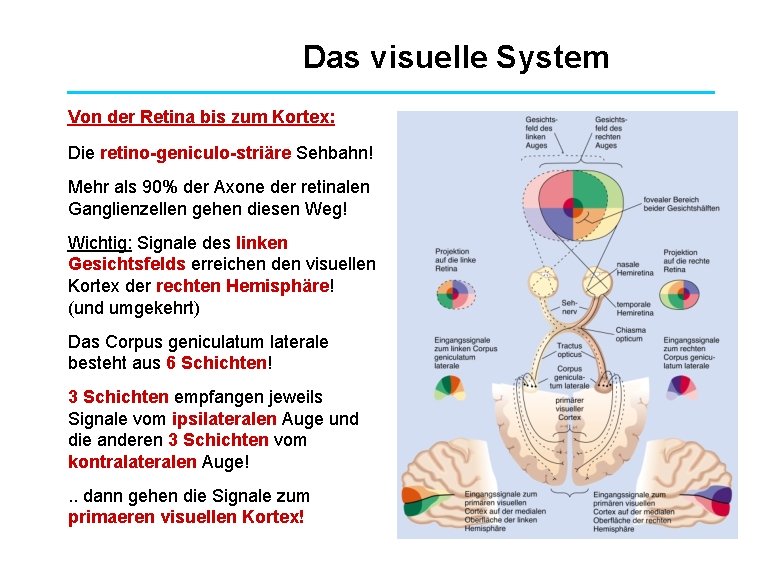 Das visuelle System Von der Retina bis zum Kortex: Die retino-geniculo-striäre Sehbahn! Mehr als