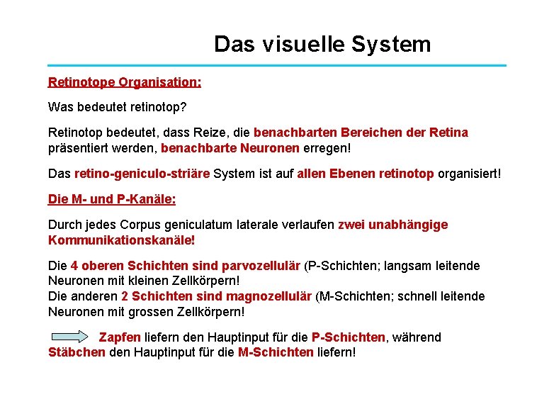 Das visuelle System Retinotope Organisation: Was bedeutet retinotop? Retinotop bedeutet, dass Reize, die benachbarten