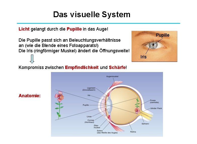 Das visuelle System Licht gelangt durch die Pupille in das Auge! Pupille Die Pupille