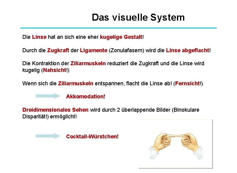 Das visuelle System Die Linse hat an sich eine eher kugelige Gestalt! Durch die