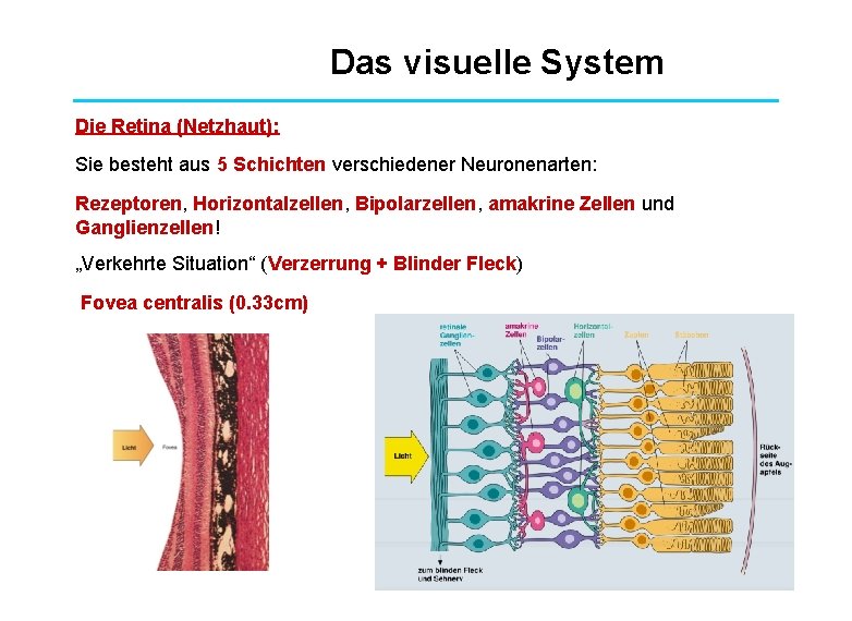 Das visuelle System Die Retina (Netzhaut): Sie besteht aus 5 Schichten verschiedener Neuronenarten: Rezeptoren,