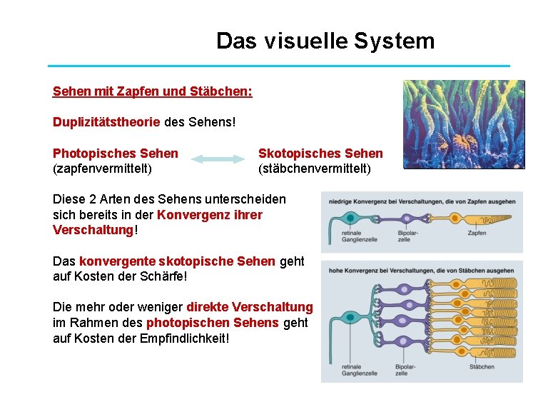 Das visuelle System Sehen mit Zapfen und Stäbchen: Duplizitätstheorie des Sehens! Photopisches Sehen (zapfenvermittelt)