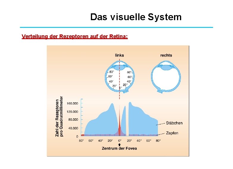 Das visuelle System Verteilung der Rezeptoren auf der Retina: 