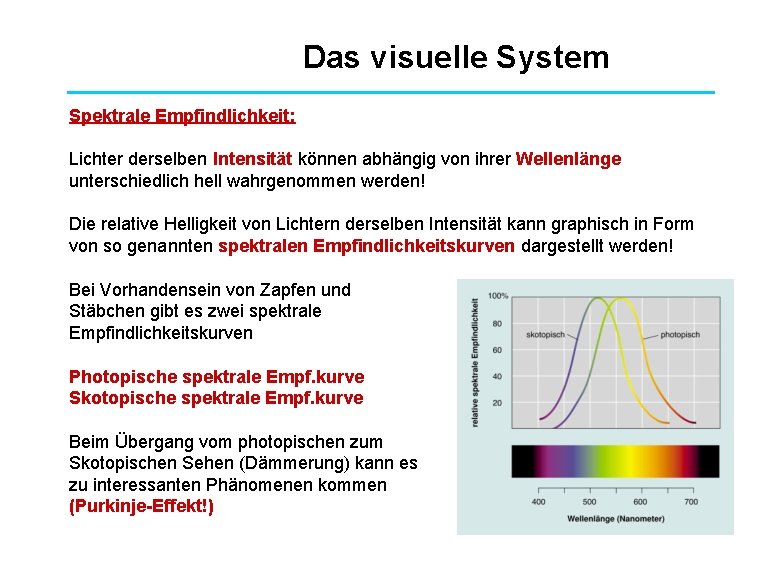 Das visuelle System Spektrale Empfindlichkeit: Lichter derselben Intensität können abhängig von ihrer Wellenlänge unterschiedlich