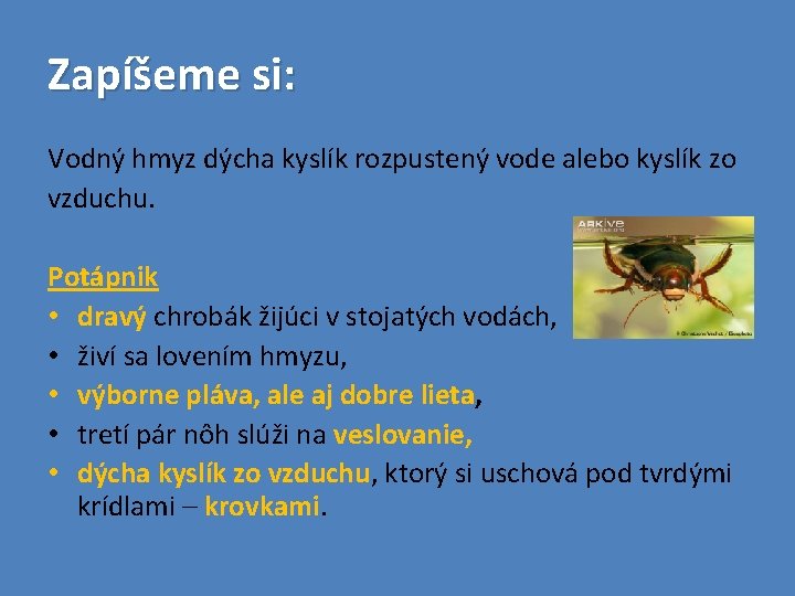 Zapíšeme si: Vodný hmyz dýcha kyslík rozpustený vode alebo kyslík zo vzduchu. Potápnik •