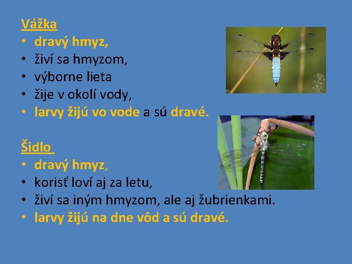 Vážka • dravý hmyz, • živí sa hmyzom, • výborne lieta • žije v