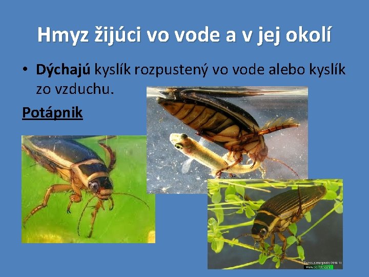 Hmyz žijúci vo vode a v jej okolí • Dýchajú kyslík rozpustený vo vode