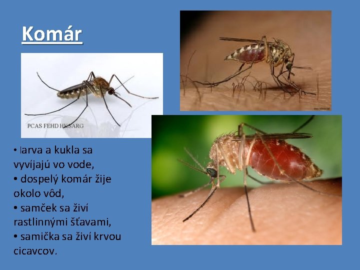 Komár • larva a kukla sa vyvíjajú vo vode, • dospelý komár žije okolo