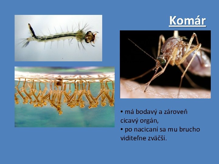 Komár • má bodavý a zároveň cicavý orgán, • po nacicaní sa mu brucho