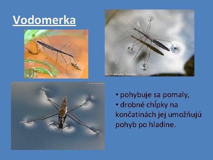 Vodomerka • pohybuje sa pomaly, • drobné chĺpky na končatinách jej umožňujú pohyb po