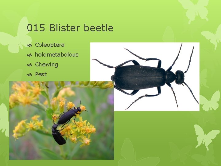 015 Blister beetle Coleoptera holometabolous Chewing Pest 