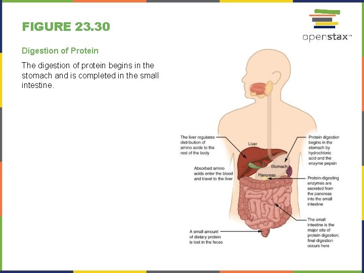 FIGURE 23. 30 Digestion of Protein The digestion of protein begins in the stomach FIGURE 23. 30 Digestion of Protein The digestion of protein begins in the stomach