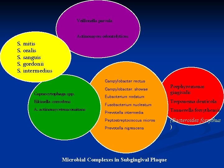Veillonella parvula Actinomyces odontolyticus S. mitis S. oralis S. sanguis S. gordonii S. intermedius