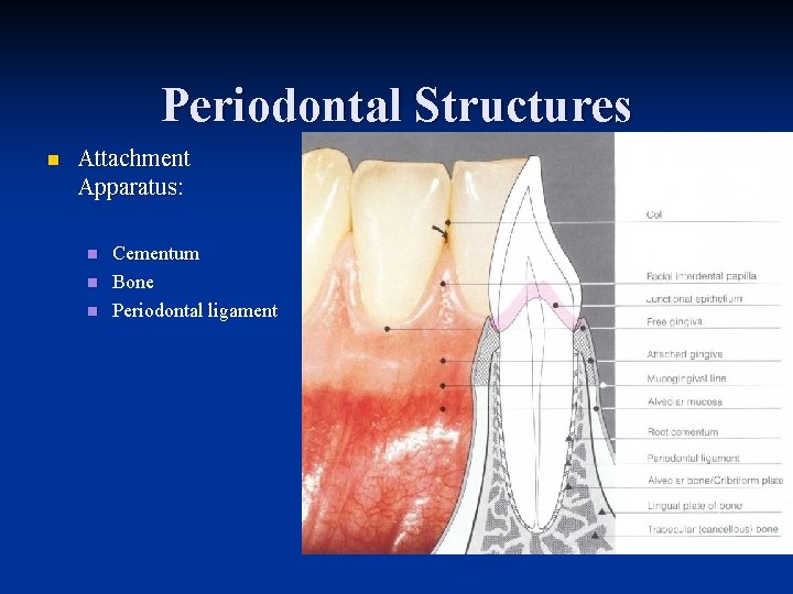 Periodontal Structures n Attachment Apparatus: n n n Cementum Bone Periodontal ligament 