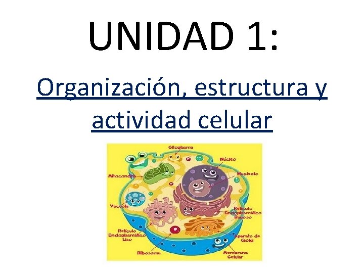 UNIDAD 1: Organización, estructura y actividad celular 