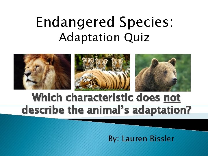 Endangered Species: Adaptation Quiz Which characteristic does not describe the animal’s adaptation? By: Lauren