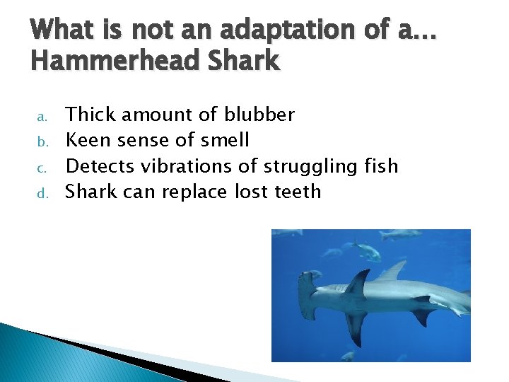 What is not an adaptation of a… Hammerhead Shark a. b. c. d. Thick