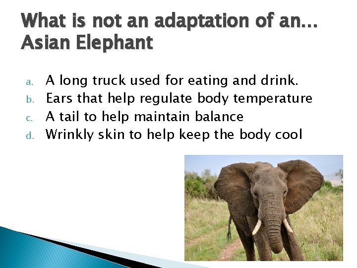 What is not an adaptation of an… Asian Elephant a. b. c. d. A