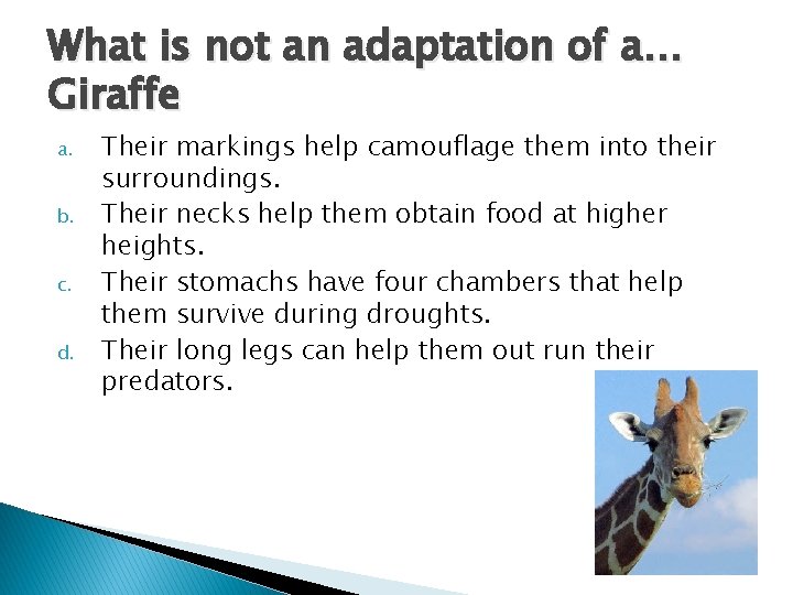 What is not an adaptation of a… Giraffe a. b. c. d. Their markings