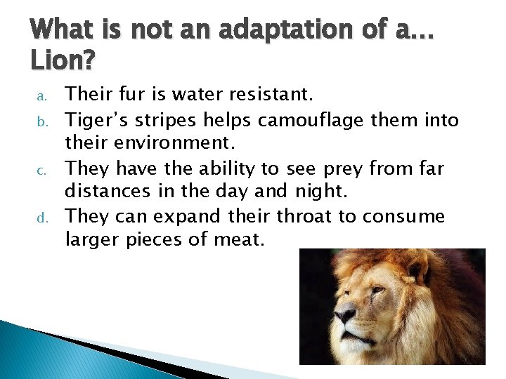 What is not an adaptation of a… Lion? a. b. c. d. Their fur