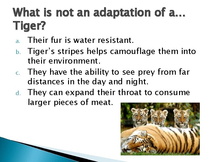 What is not an adaptation of a… Tiger? a. b. c. d. Their fur