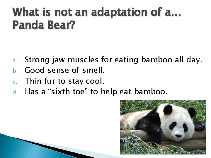What is not an adaptation of a… Panda Bear? a. b. c. d. Strong